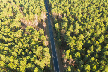 Asfaltowa droga w sosnowym lesie. Jest słoneczny dzień. Widok z drona. - 495900698