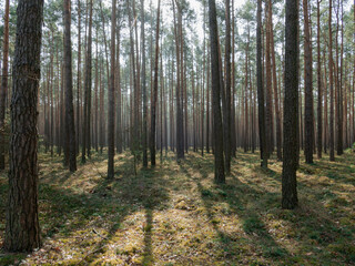 Słoneczny poranek w sosnowym lesie. Między drzewami unosi się opar mgły oświetlany promieniami słonecznymi. - 495900846