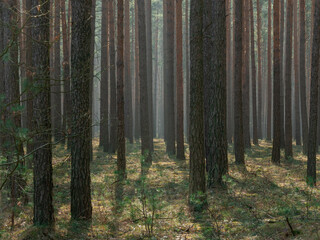 Słoneczny poranek w sosnowym lesie. Między drzewami unosi się opar mgły oświetlany promieniami słonecznymi.