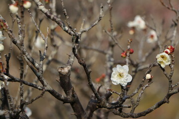 満開の白い梅の花