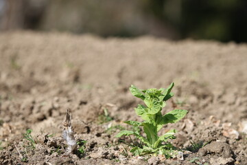 春に芽を出した白菜の新芽