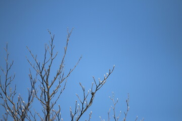 開花を待つ夏ツバキ