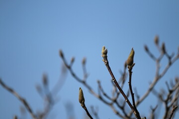 開花を待つモクレンの新芽