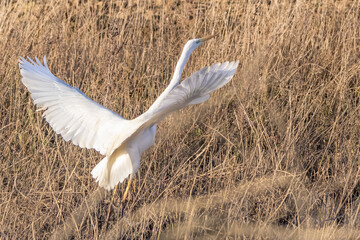 Great egret, Ardea alba, starting to fly