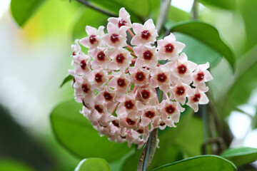 Close up of pink-red Hoya flower on its tree with green leaves in natural light from Thailand.