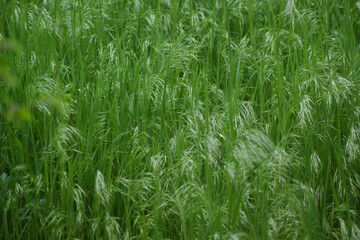 Green crops fill the screen.