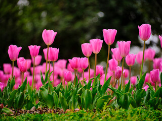 pink tulips in the nature park