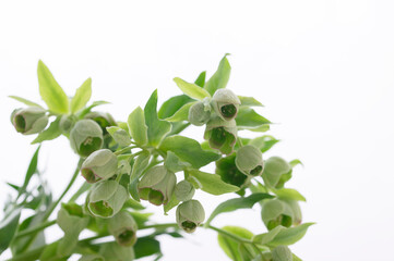 クリスマスローズ　ヘレボルス　フェチダス