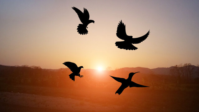 A group of birds flying in the sky at sunset with natural orange light, freedom and peace.
