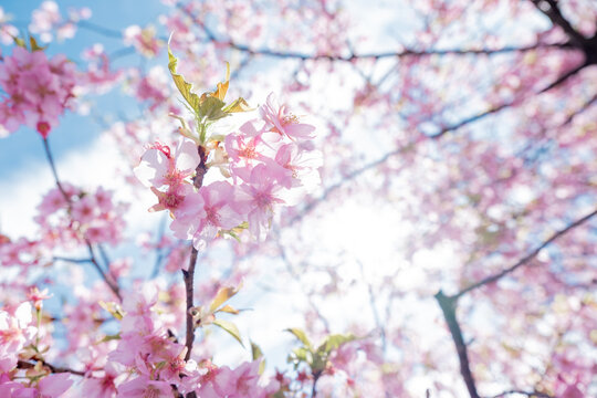 満開の河津桜と快晴の空