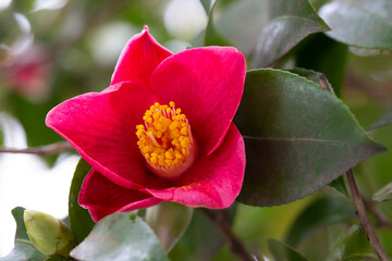 Camellia Sasanqua, Paradise Belinda . Camellia's native to China and Japan. Natural spring background, floral theme.
