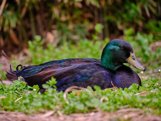 mallard duck resting on the grass