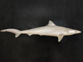 Milk Shark (Rhizoprionodon acutus) Isolated on a black decorated texture.Selective focus.