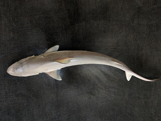 Milk Shark (Rhizoprionodon acutus) Isolated on a black decorated texture.Selective focus.
