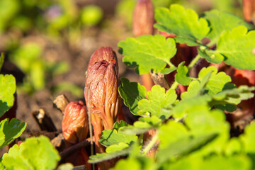 Peony shoots in the garden in early spring. Red shoots of spring peonies. Growing a peony. Young shoots with leaves. Floriculture