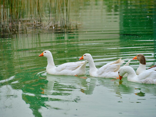 ducks swimming in the lake