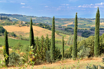 Fototapeta na wymiar if trees in tuscany landcape in Italy