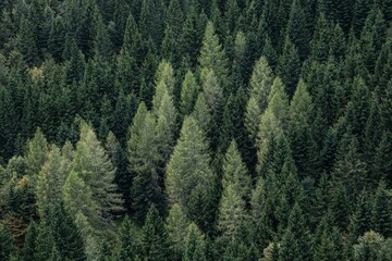 pine forest from above © Ursa