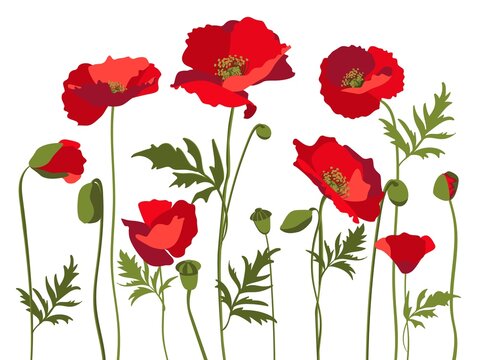 Vector set of red poppies with leaves and stems, isolated on white background