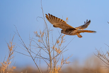 Common kestrel (Falco tinnunculus) in fly