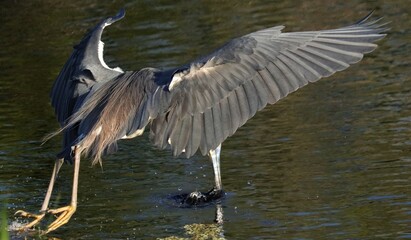 Tricolored heron on a unique strategy fishing expedition 