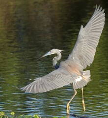 Tricolored heron on a unique strategy fishing expedition 