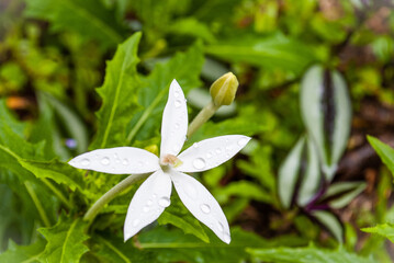 snowdrops in spring
