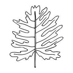 Tropical palm leave in sketch style, isolated vector illustration. Leave of palm tree in linear doodle style. Botanical minimalist print of exotic leave, sketch design.