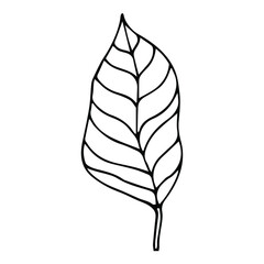 black and white, bali, beach, tropic, jungle, brazil, palm, illustrated, indonesia, polynesian, madagascar, plumeria, tropical, hawaii, drawing, wedding, silhouette, vintage, leaves, branch, print,