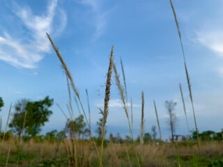 grass and sky