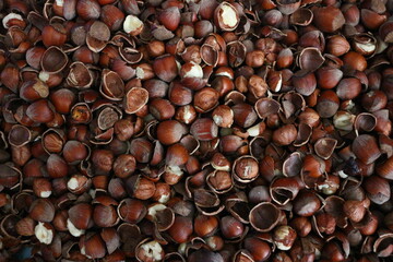 Lots of hazelnut nuts, walnut natural background. Selective focus. 