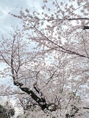 The beautiful light pink cherry blossom, Ueno Park, Tokyo, Japan, March 2022