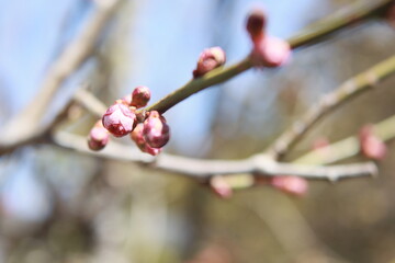 朝の陽ざしが当たる梅のつぼみ
