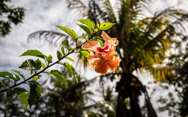 fleur