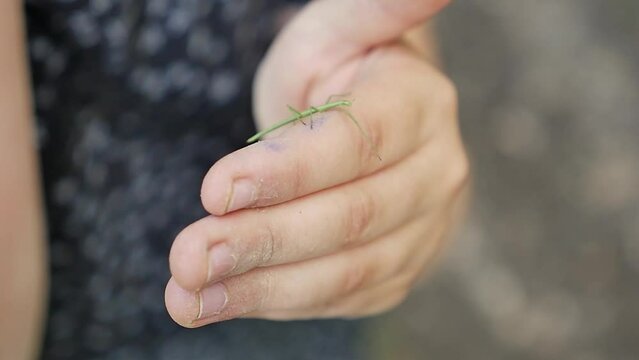 Stick insect on a child's hand/Phasme sur une main d'enfant