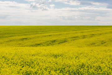 Flowering rapeseed with blue sky and clouds on background. Blooming canola field. Rapeseed on the field in summer. Bright Yellow rapeseed plant. Flag of Ukraine.
