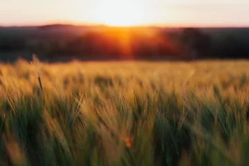 Deurstickers Sunset over a ripening wheat field. Scene of sunset or sunrise on the field with young rye or wheat in the summer. Agriculture concept. © eduard