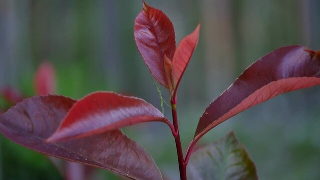 Stick insect on a branch carried by the wind/Phasme sur une branche port&eacute;e par le vent