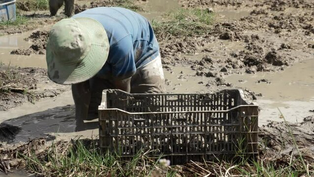 Water Chestnut harvest, farmer in deep mud picking aquatic Vegetable, Vietnam