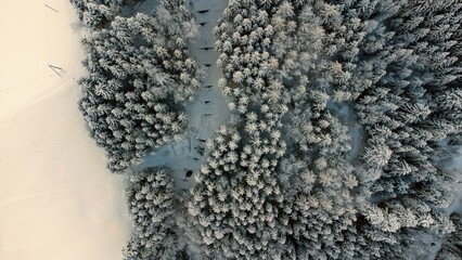 Forest in the winter