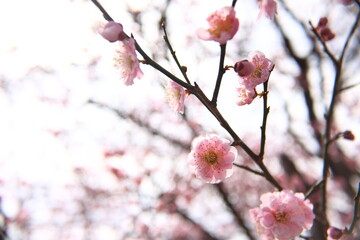 梅の花