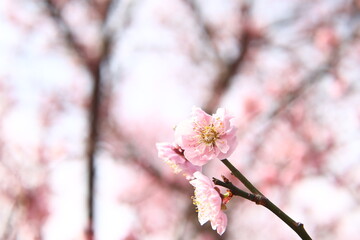 梅の花