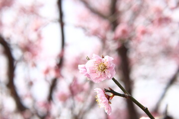 Obraz premium 梅の花