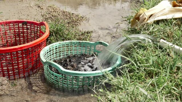 Water chestnut harvest, Rural Vietnamese environment, Using tap water to cleaning mud. Eleocharis dulcis
