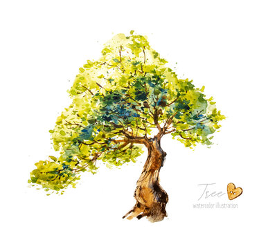 Tree isolated on white background. Watercolor tree, botanical hand drawn nature. Natural illustration