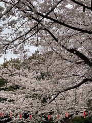 The viewing of the cherry blossom in Japan, March 2022, Ueno Park Tokyo