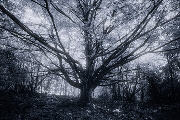 old magical tree in mysterious dark woods