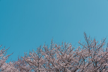 cherry blossom against spring sky