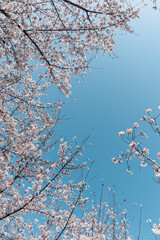 cherry blossom against spring sky
