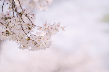 cherry blossom against spring sky
